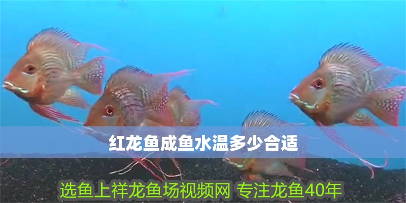 紅龍魚(yú)成魚(yú)水溫多少合適