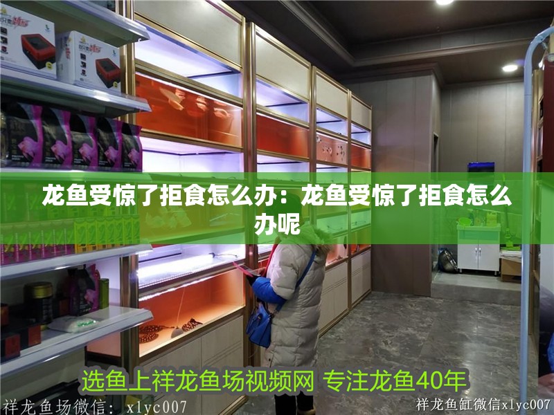 龍魚受驚了拒食怎么辦：龍魚受驚了拒食怎么辦呢