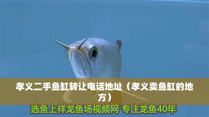 孝義二手魚缸轉讓電話地址（孝義賣魚缸的地方）