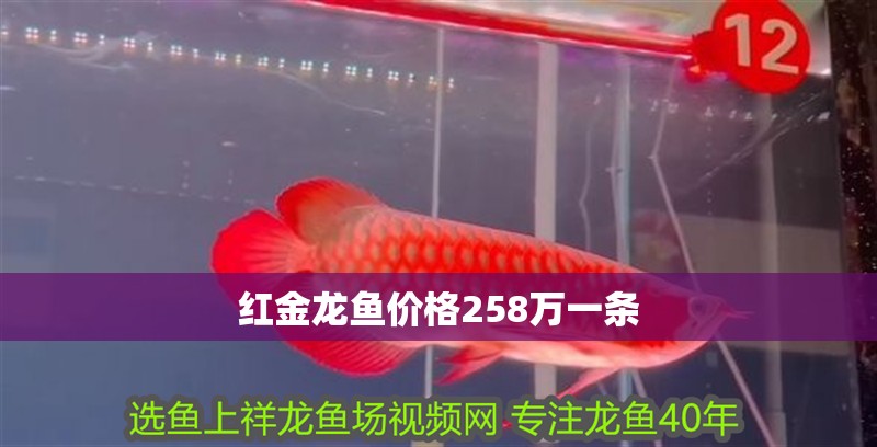 紅金龍魚價格258萬一條