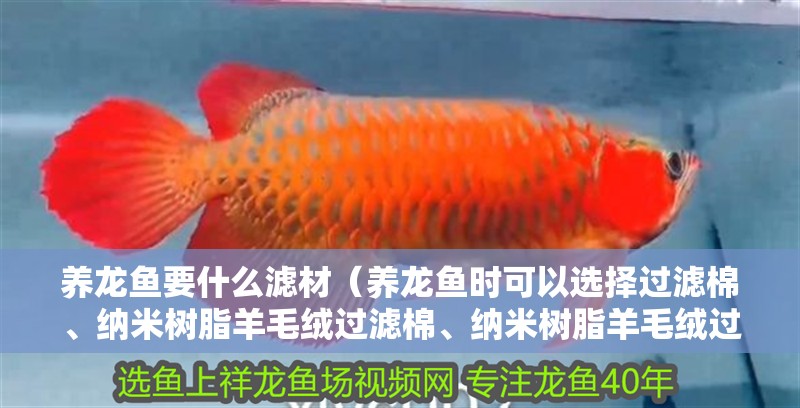 養(yǎng)龍魚要什么濾材（養(yǎng)龍魚時可以選擇過濾棉、納米樹脂羊毛絨過濾棉、納米樹脂羊毛絨過濾棉）