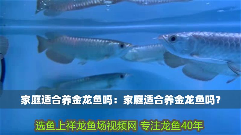 家庭適合養金龍魚嗎：家庭適合養金龍魚嗎？