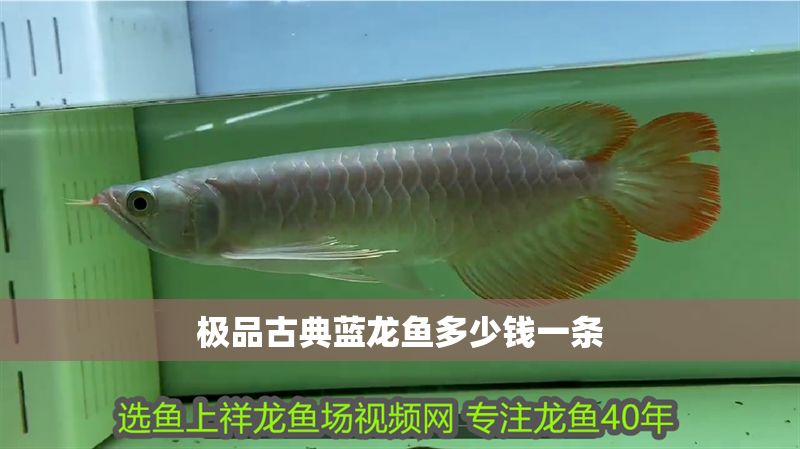 極品古典藍(lán)龍魚多少錢一條 極品古典藍(lán)龍魚多少錢一條 龍魚百科 第1張