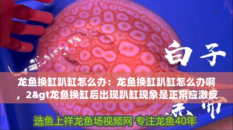 龍魚換缸趴缸怎么辦：龍魚換缸趴缸怎么辦啊，2&gt龍魚換缸后出現趴缸現象是正常應激反應
