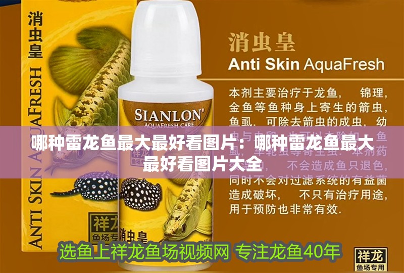 哪種雷龍魚最大最好看圖片：哪種雷龍魚最大最好看圖片大全