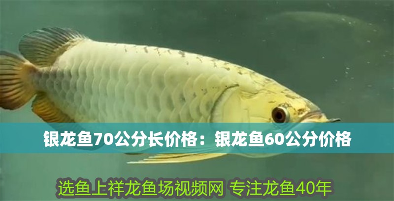 銀龍魚70公分長價格:銀龍魚60公分價格 水族問答 銀龍魚70公分長價格:銀龍魚60公分價格 銀龍魚70公分長價格:銀龍魚60公分價格 水族問答
