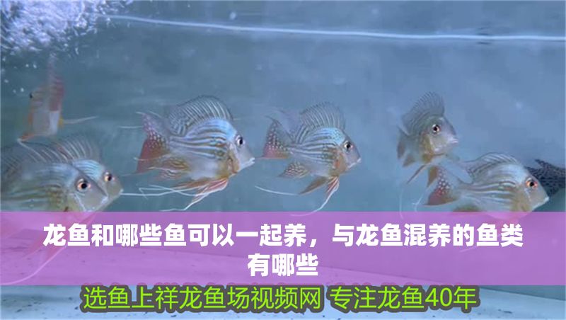 龍魚和哪些魚可以一起養(yǎng)，與龍魚混養(yǎng)的魚類有哪些