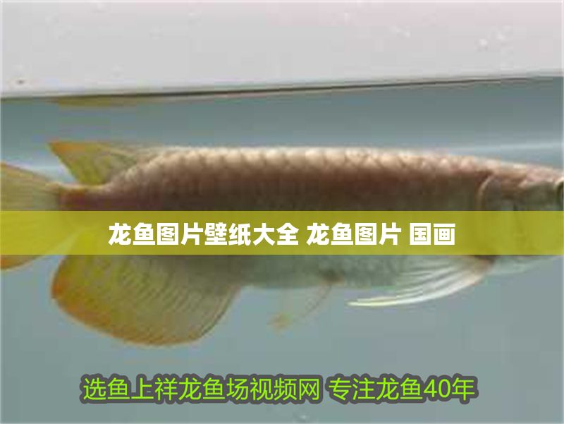 龍魚圖片壁紙大全 龍魚圖片 國畫