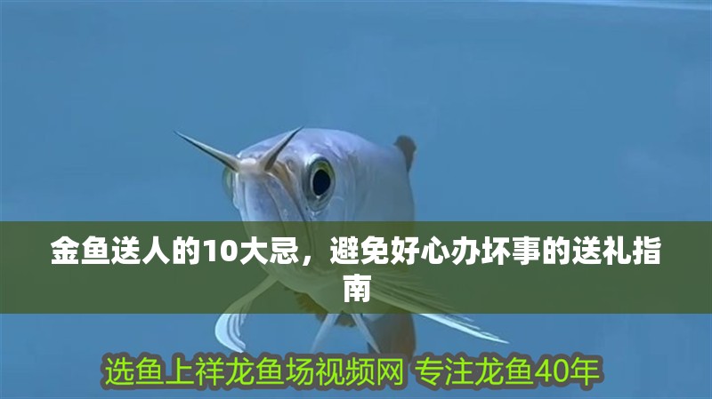 金魚送人的10大忌，避免好心辦壞事的送禮指南 金魚送人的10大忌，避免好心辦壞事的送禮指南 龍魚百科 第2張