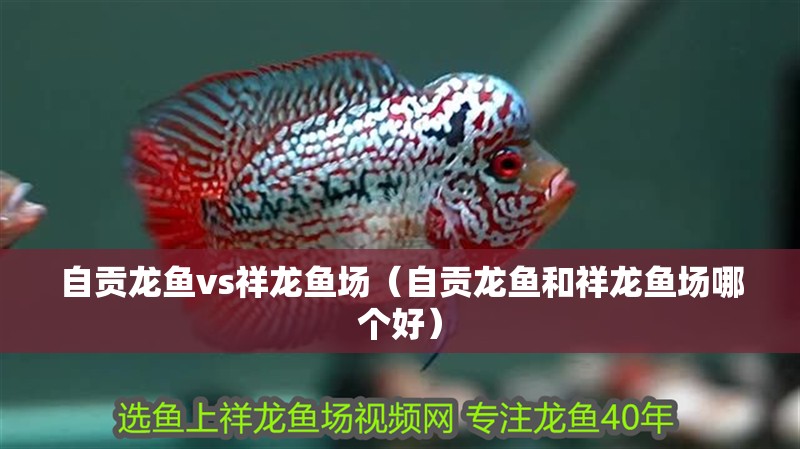 自貢龍魚vs祥龍魚場（自貢龍魚和祥龍魚場哪個(gè)好） 自貢龍魚vs祥龍魚場（自貢龍魚和祥龍魚場哪個(gè)好） 全國水族館企業(yè)名錄 第1張