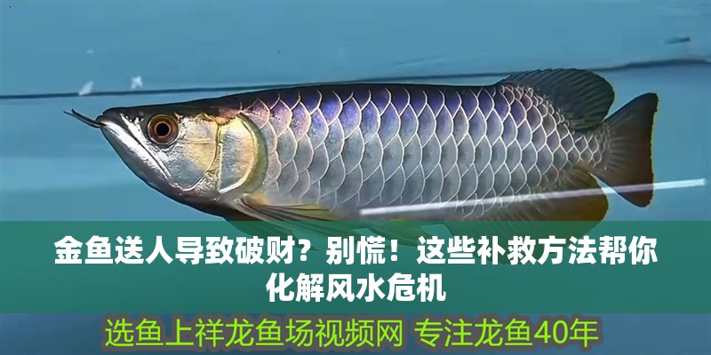 金魚送人導致破財？別慌！這些補救方法幫你化解風水危機