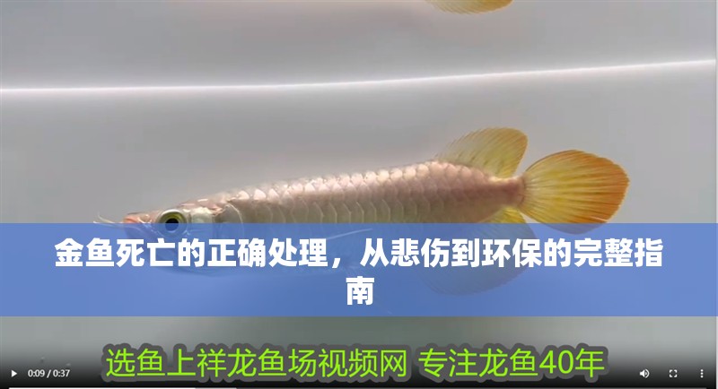 金魚死亡的正確處理，從悲傷到環保的完整指南 金魚死亡的正確處理，從悲傷到環保的完整指南 龍魚百科 第1張