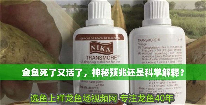 金魚死了又活了，神秘預兆還是科學解釋？