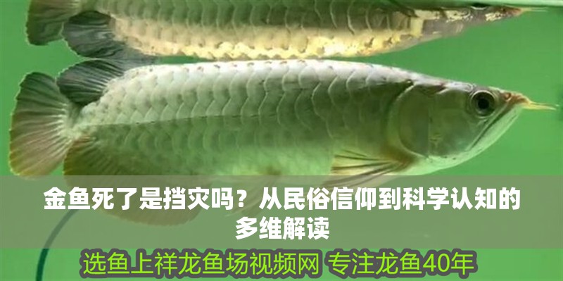 金魚死了是擋災(zāi)嗎？從民俗信仰到科學(xué)認(rèn)知的多維解讀