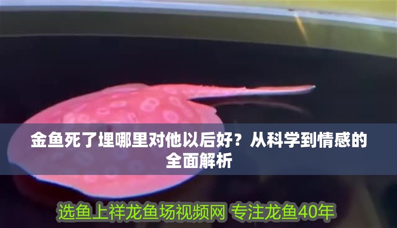 金魚死了埋哪里對他以后好？從科學(xué)到情感的全面解析