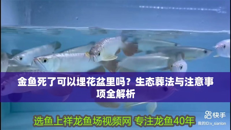 金魚死了可以埋花盆里嗎?生態葬法與注意事項全解析 龍魚百科 第2張 金魚死了可以埋花盆里嗎?生態葬法與注意事項全解析 金魚死了可以埋花盆里嗎?生態葬法與注意事項全解析 龍魚百科 第2張