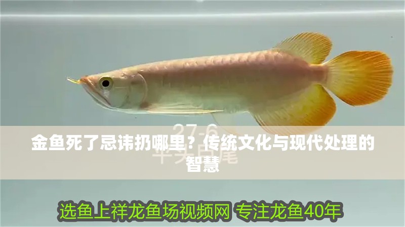 金魚死了忌諱扔哪里？傳統文化與現代處理的智慧 金魚死了忌諱扔哪里？傳統文化與現代處理的智慧 龍魚百科 第2張