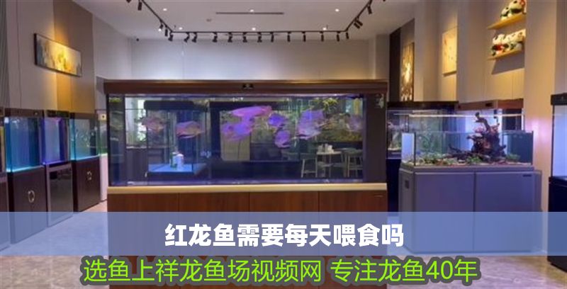 紅龍魚需要每天喂食嗎 紅龍魚需要每天喂食嗎 龍魚百科 第1張