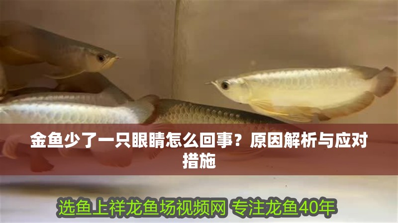 金魚(yú)少了一只眼睛怎么回事？原因解析與應(yīng)對(duì)措施