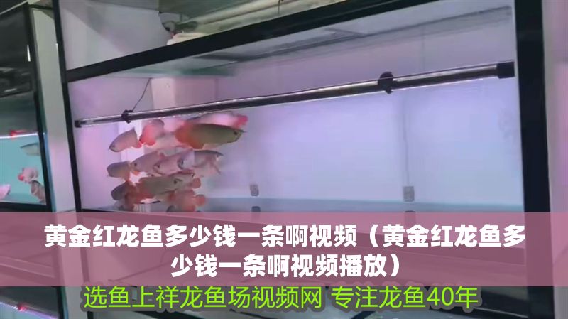 黃金紅龍魚多少錢一條啊視頻(黃金紅龍魚多少錢一條啊視頻播放) 龍魚百科 第1張 黃金紅龍魚多少錢一條啊視頻(黃金紅龍魚多少錢一條啊視頻播放) 黃金紅龍魚多少錢一條啊視頻(黃金紅龍魚多少錢一條啊視頻播放) 龍魚百科 第1張