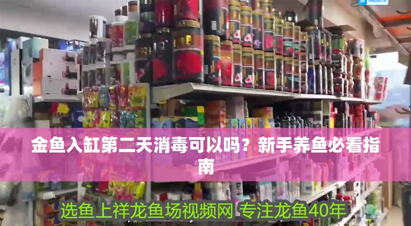 金魚(yú)入缸第二天消毒可以嗎？新手養(yǎng)魚(yú)必看指南