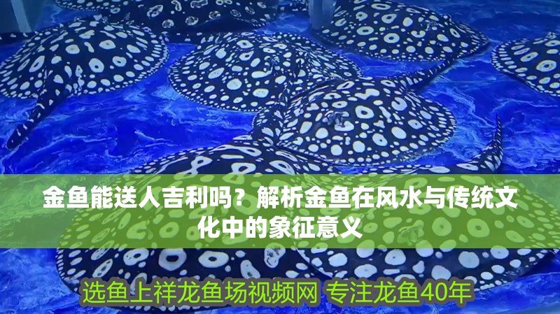 金魚能送人吉利嗎？解析金魚在風水與傳統文化中的象征意義