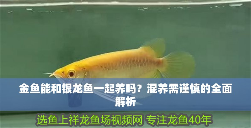 金魚能和銀龍魚一起養(yǎng)嗎？混養(yǎng)需謹(jǐn)慎的全面解析