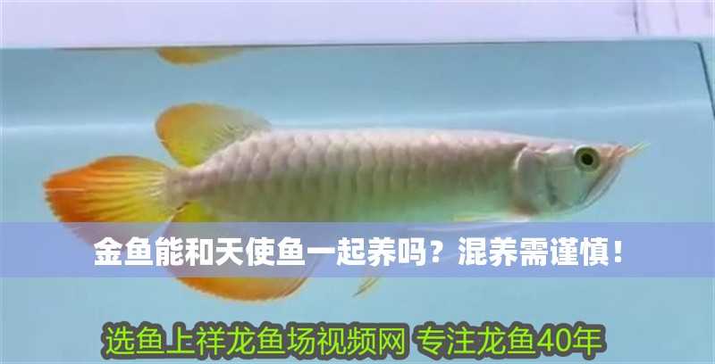 金魚能和天使魚一起養(yǎng)嗎？混養(yǎng)需謹慎！