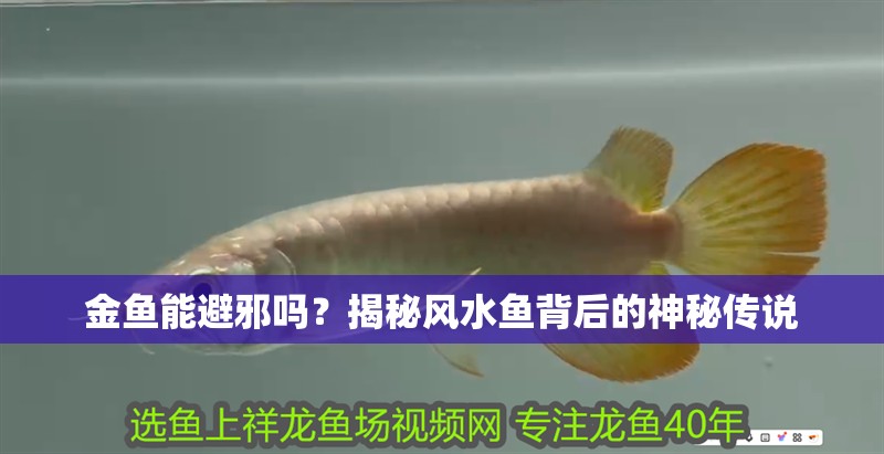 金魚能避邪嗎?揭秘風(fēng)水魚背后的神秘傳說 龍魚百科 第2張 金魚能避邪嗎?揭秘風(fēng)水魚背后的神秘傳說 金魚能避邪嗎?揭秘風(fēng)水魚背后的神秘傳說 龍魚百科 第2張