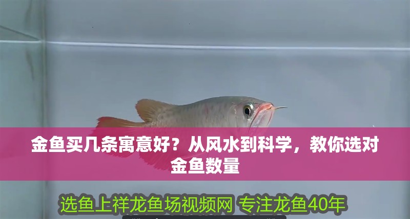 金魚買幾條寓意好？從風水到科學，教你選對金魚數量 金魚買幾條寓意好？從風水到科學，教你選對金魚數量 龍魚百科 第2張