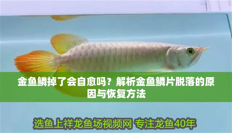 金魚鱗掉了會自愈嗎？解析金魚鱗片脫落的原因與恢復方法