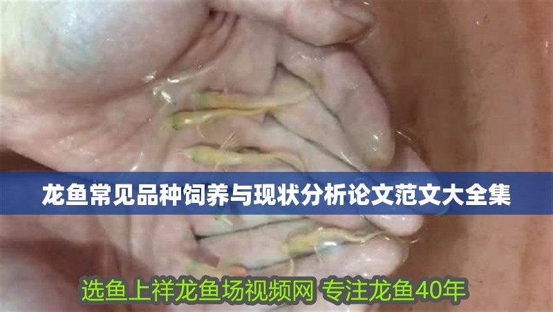 龍魚常見品種飼養與現狀分析論文范文大全集