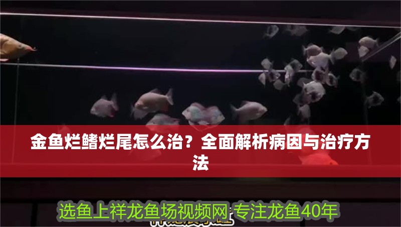 金魚(yú)爛鰭爛尾怎么治？全面解析病因與治療方法