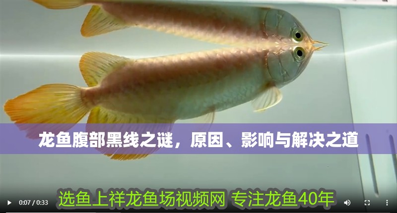 龍魚腹部黑線之謎，原因、影響與解決之道