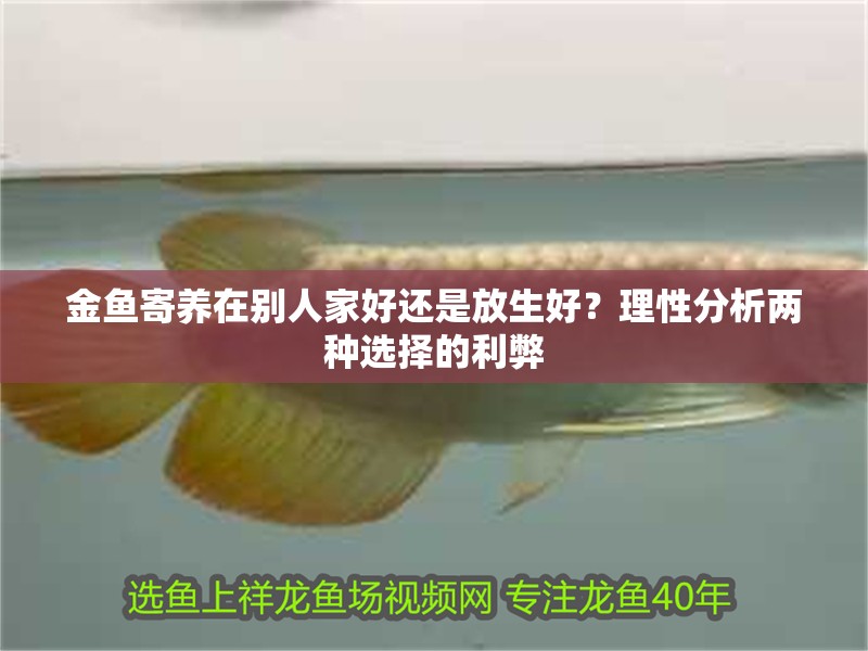 金魚寄養在別人家好還是放生好？理性分析兩種選擇的利弊