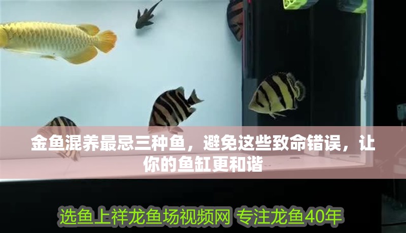 金魚混養最忌三種魚，避免這些致命錯誤，讓你的魚缸更和諧