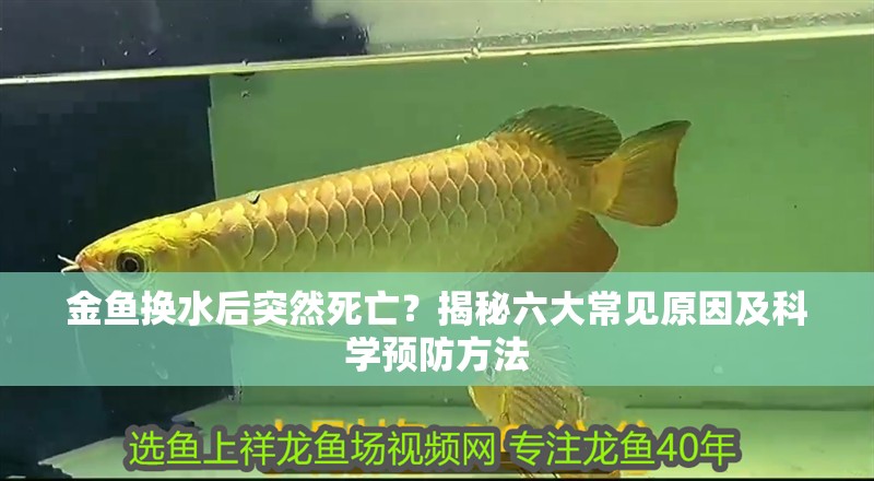 金魚(yú)換水后突然死亡？揭秘六大常見(jiàn)原因及科學(xué)預(yù)防方法 金魚(yú)換水后突然死亡？揭秘六大常見(jiàn)原因及科學(xué)預(yù)防方法 龍魚(yú)百科 第2張