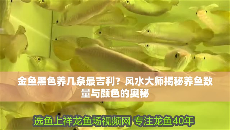 金魚黑色養幾條最吉利？風水大師揭秘養魚數量與顏色的奧秘