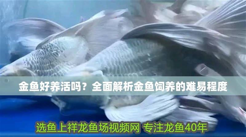 金魚好養活嗎？全面解析金魚飼養的難易程度 金魚好養活嗎？全面解析金魚飼養的難易程度 龍魚百科 第2張