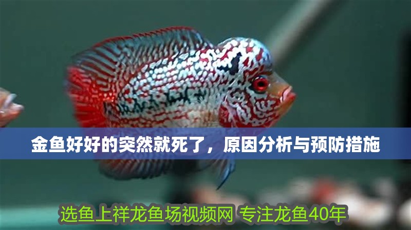 金魚好好的突然就死了，原因分析與預防措施 金魚好好的突然就死了，原因分析與預防措施 龍魚百科 第1張