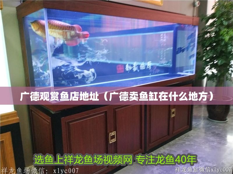 廣德觀賞魚店地址（廣德賣魚缸在什么地方）