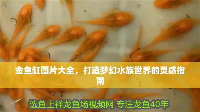 金魚缸圖片大全，打造夢幻水族世界的靈感指南