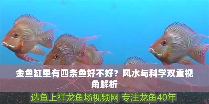 金魚缸里有四條魚好不好？風水與科學雙重視角解析