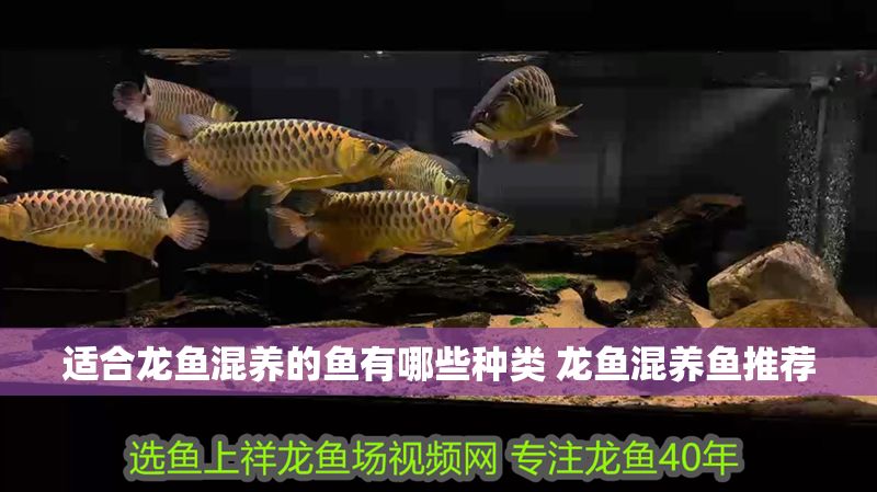 適合龍魚混養的魚有哪些種類 龍魚混養魚推薦