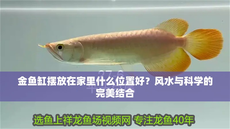 金魚缸擺放在家里什么位置好？風水與科學的完美結合