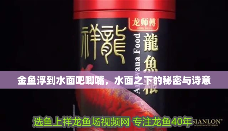 金魚浮到水面吧唧嘴，水面之下的秘密與詩意