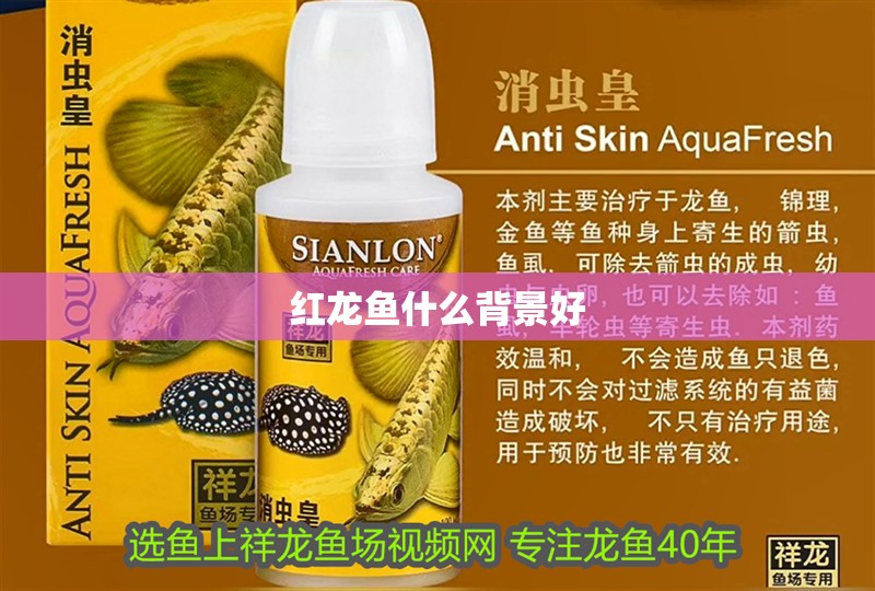 紅龍魚什么背景好