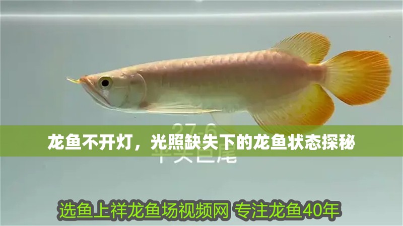 龍魚不開燈，光照缺失下的龍魚狀態探秘 龍魚不開燈，光照缺失下的龍魚狀態探秘 水族問答