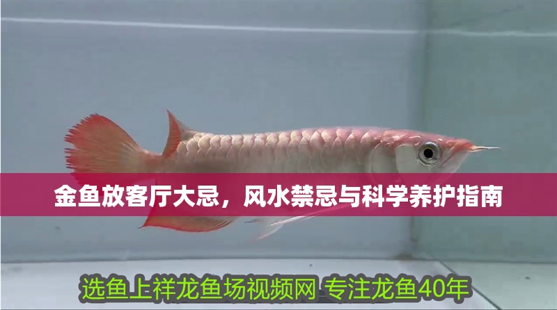 金魚放客廳大忌，風(fēng)水禁忌與科學(xué)養(yǎng)護(hù)指南