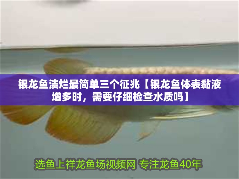 銀龍魚潰爛最簡單三個征兆【銀龍魚體表黏液增多時，需要仔細檢查水質嗎】